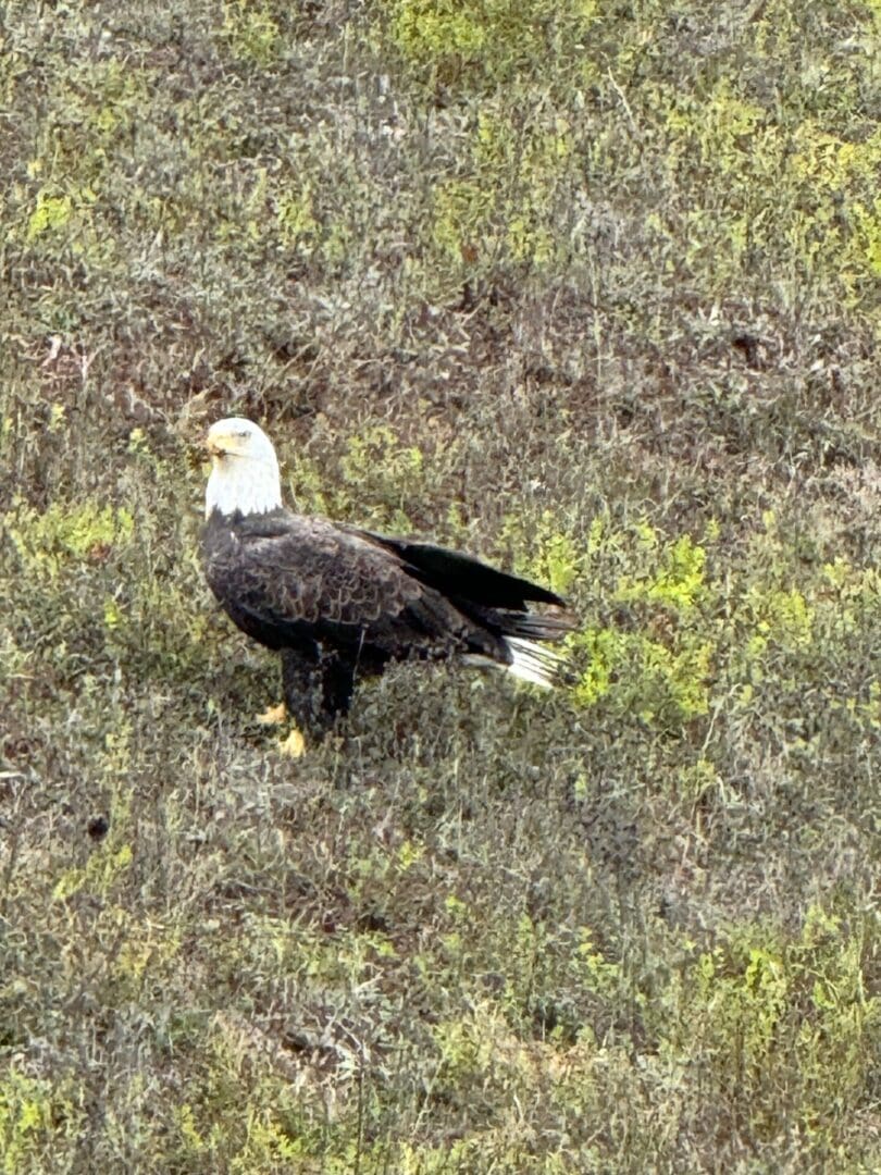 A bald eagle is standing in the grass.