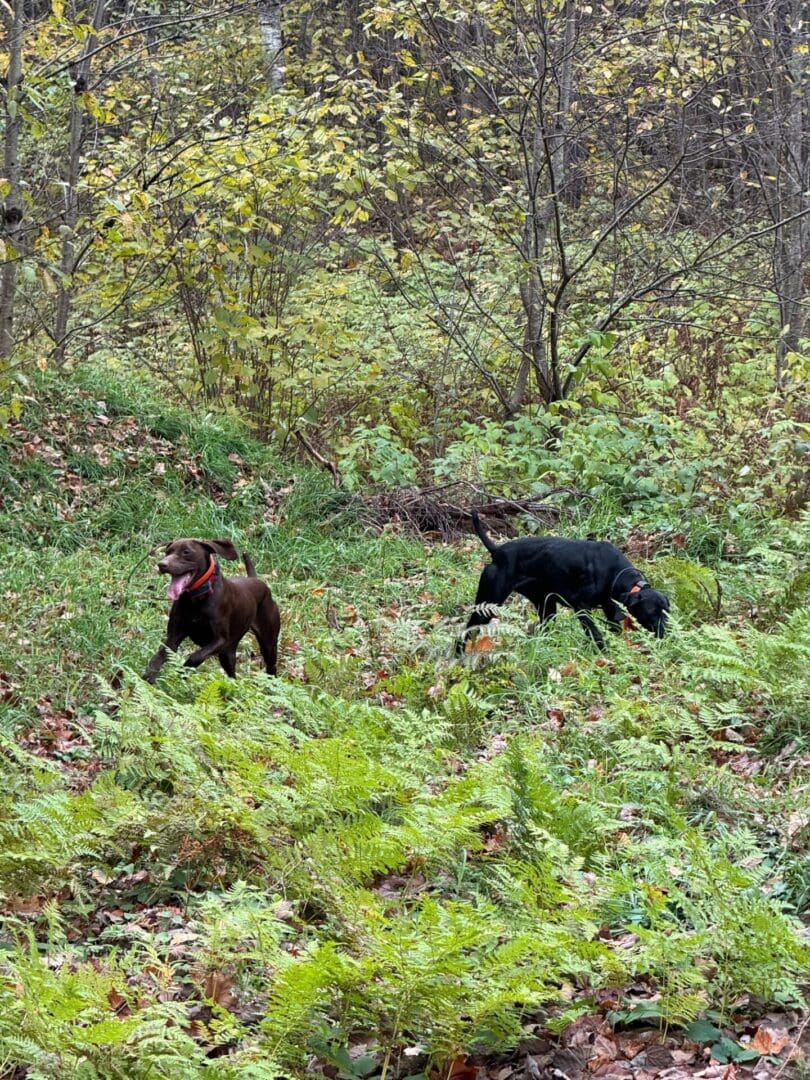 Two dogs in a field with trees and bushes