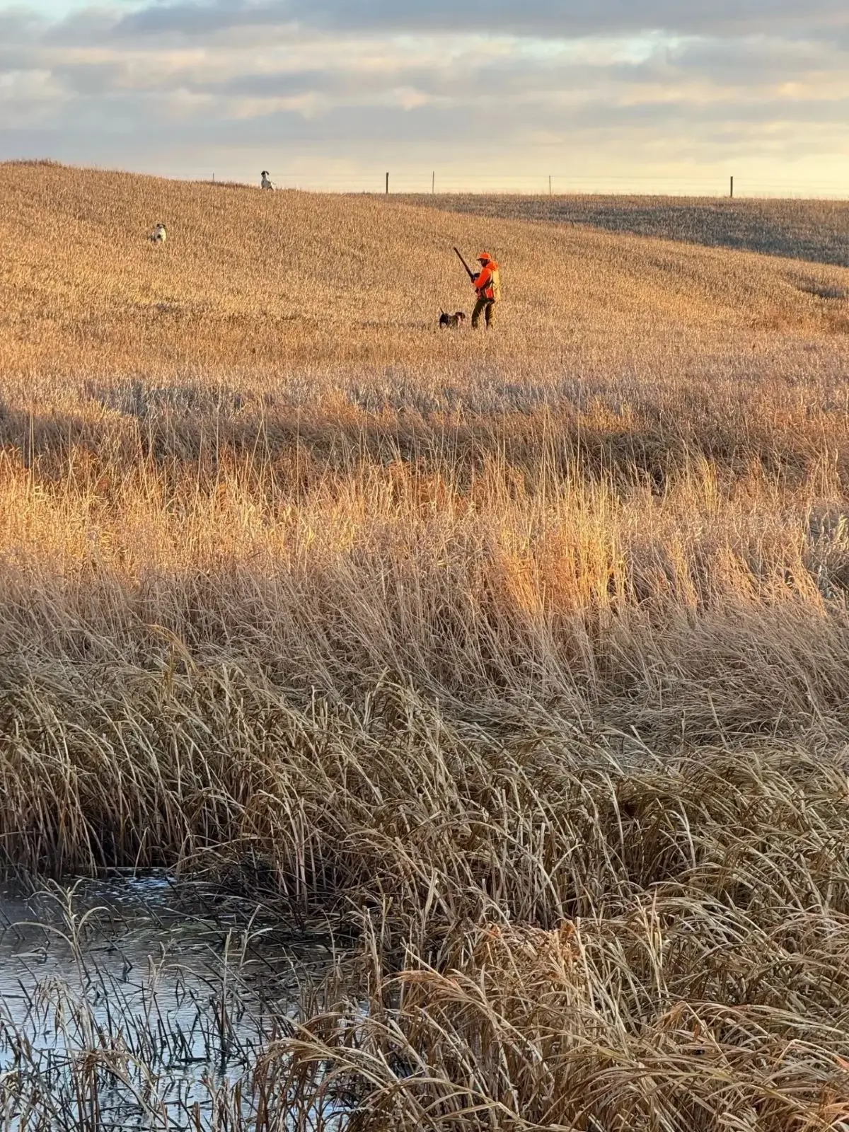 A man in an orange jacket is standing on the grass