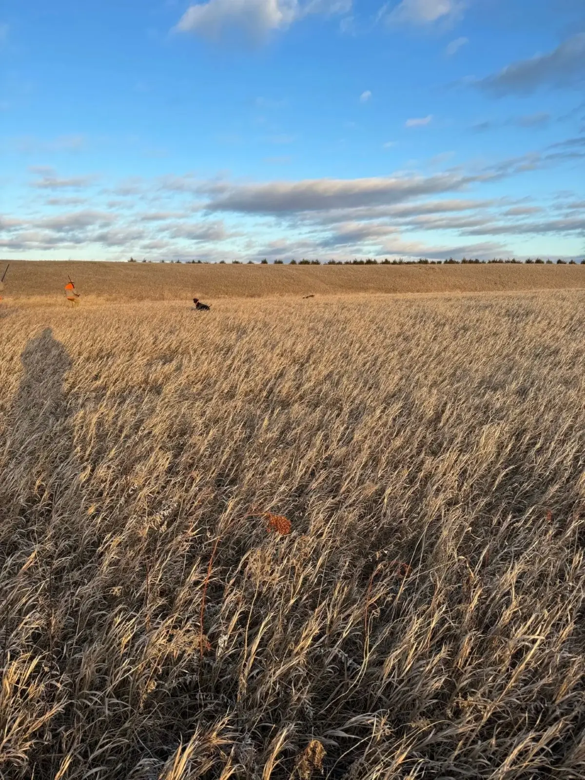 A field with dry grass and animals in it.